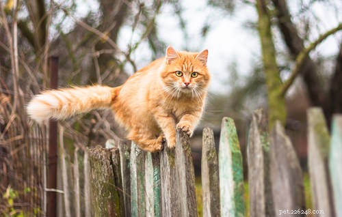 5 manieren waarop u de levensduur van uw kat zou kunnen verkorten