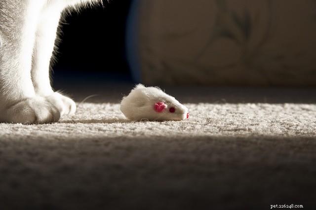猫の9つの最も一般的な窒息の危険性 