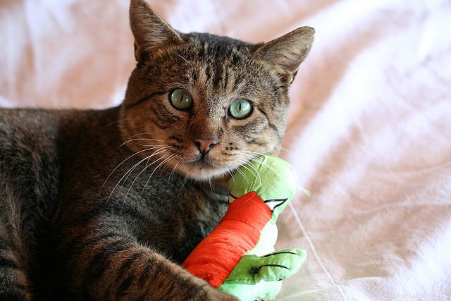9 meest voorkomende verstikkingsgevaren voor katten