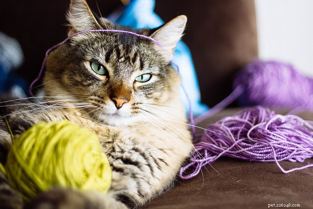 9 riscos de asfixia mais comuns para gatos
