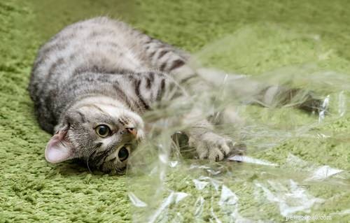 9 vanligaste kvävningsriskerna för katter
