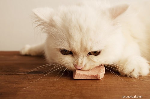 5 maneiras de aliviar os sintomas de DII do seu gato