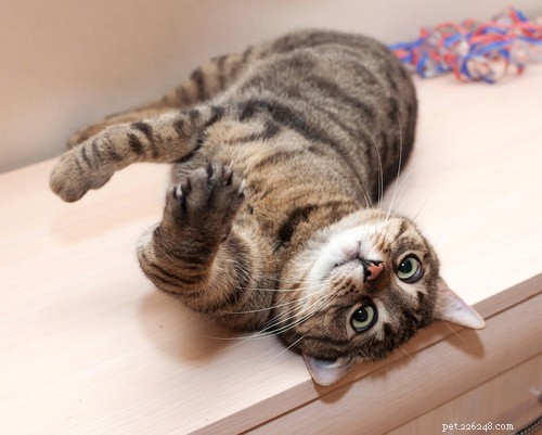 고양이 갑상선 기능 항진증의 5가지 증상
