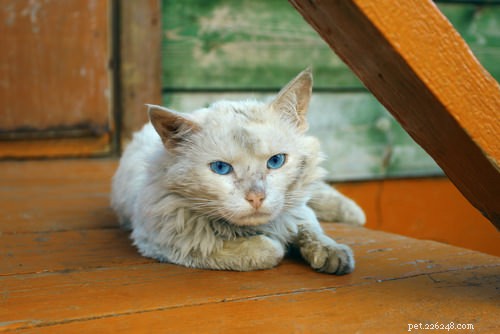 猫の甲状腺機能亢進症の5つの症状 