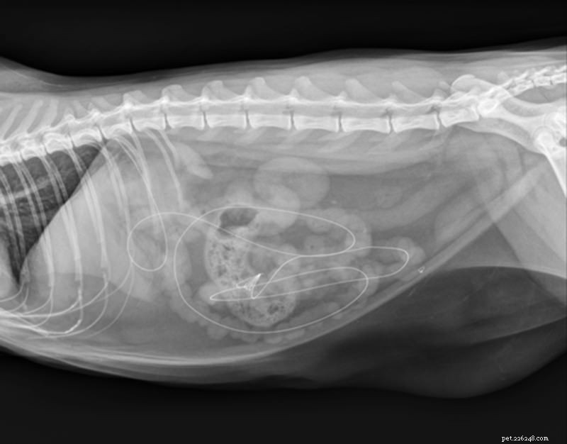 내 고양이가 뭘 먹었어?! 5개의 미친 엑스레이