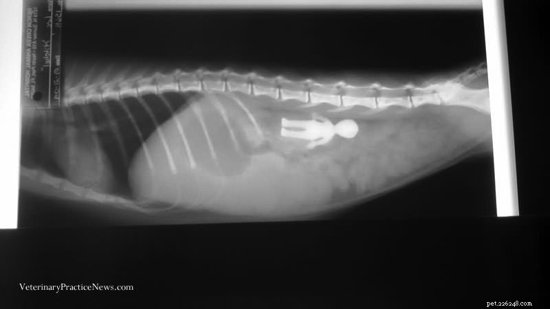 Mon chat a mangé quoi ? ! 5 rayons X insensés