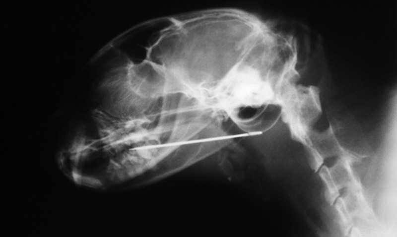 Co moje kočka snědla?! 5 šílených rentgenových paprsků
