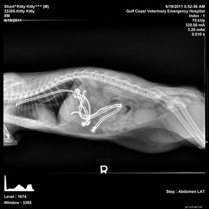 Co moje kočka snědla?! 5 šílených rentgenových paprsků