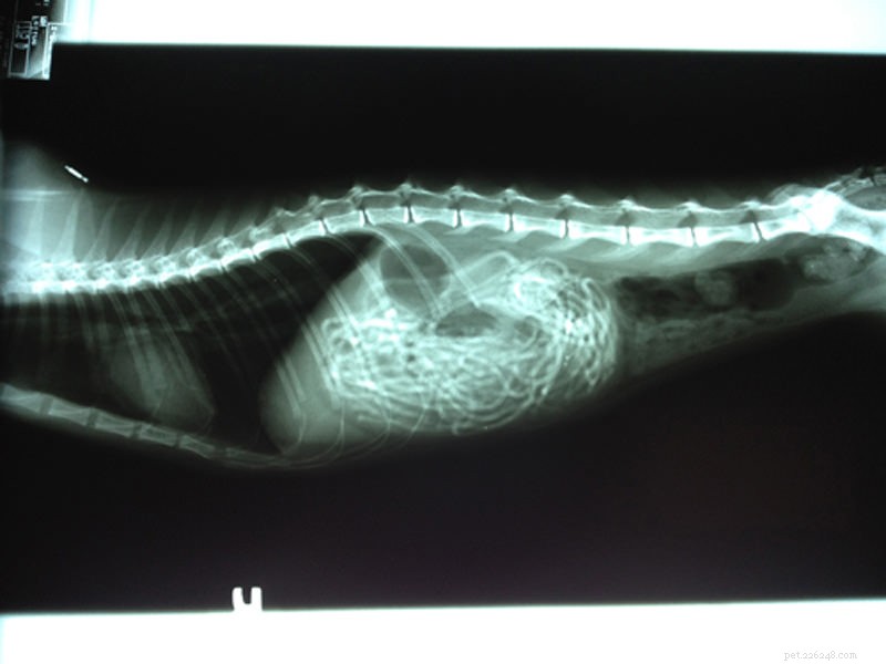 Что съел мой кот?! 5 безумных рентгеновских лучей