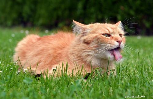 10 symptomen van nierziekte bij katten