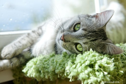 10 symptomen van nierziekte bij katten