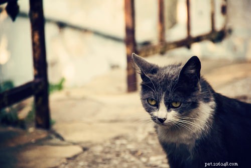 10 příznaků onemocnění ledvin u koček
