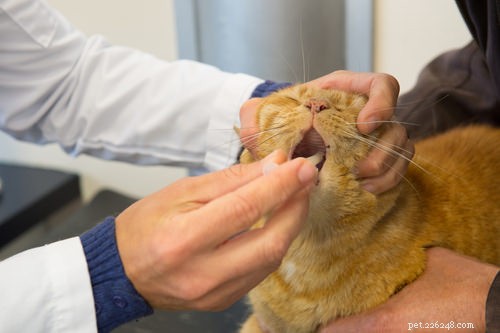 10 sintomi di malattie renali feline