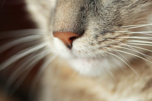 고양이 면역결핍 바이러스(FIV)의 10가지 증상