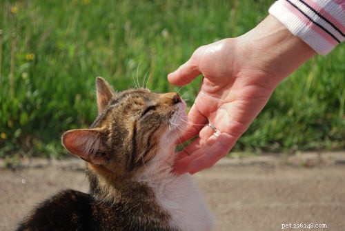 고양이 면역결핍 바이러스(FIV)의 10가지 증상