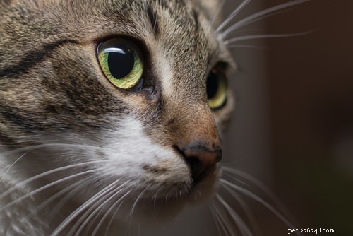 10 симптомов вируса иммунодефицита кошек (FIV)