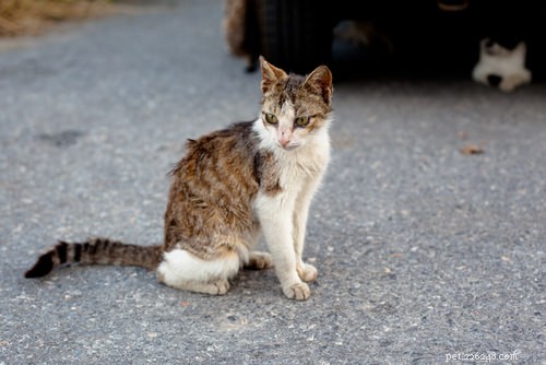 10 sintomas do vírus da imunodeficiência felina (FIV)