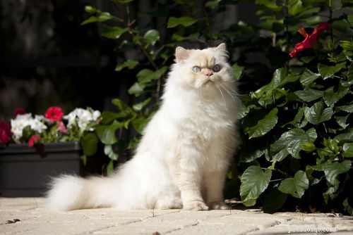 7 races de chats qui visitent le vétérinaire plus fréquemment