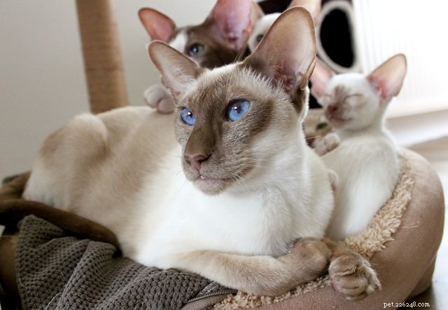 7 razze di gatti che visitano il veterinario più frequentemente