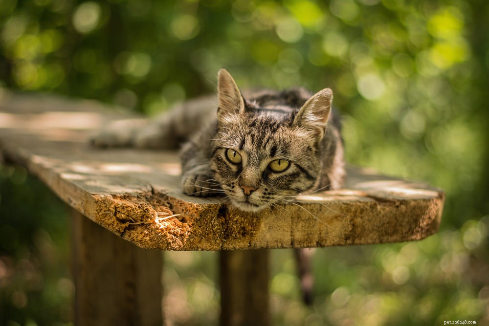 Mohou kočky upadnout do deprese?
