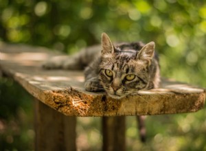 Могут ли кошки впадать в депрессию?