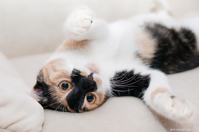 あなたの猫が痛みを感じているかどうかを知る8つの方法 