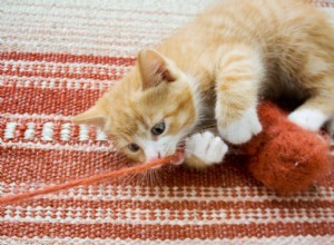 猫の窒息の治療 