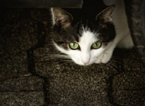 あなたの猫が不安を持っているかどうかを知る7つの方法 