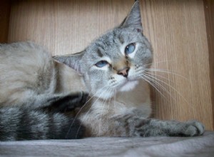 猫がかゆくなる6つの理由 