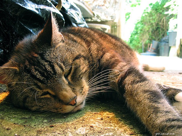 Cinq signes de coup de chaleur chez les chats