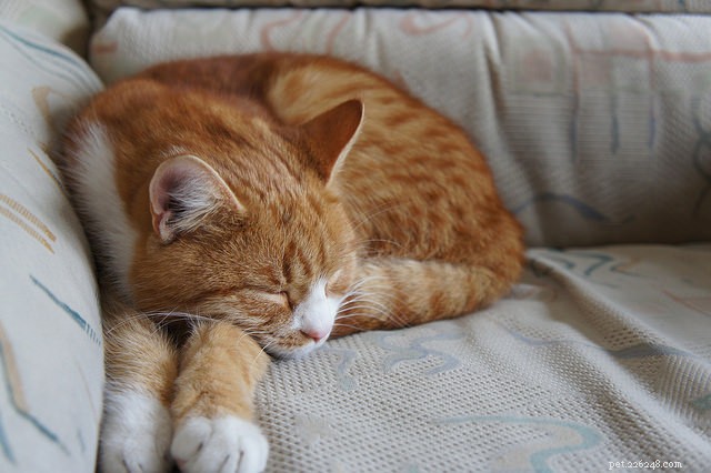 5 nemocí, které mohou způsobit, že vaše kočka bude příliš unavená