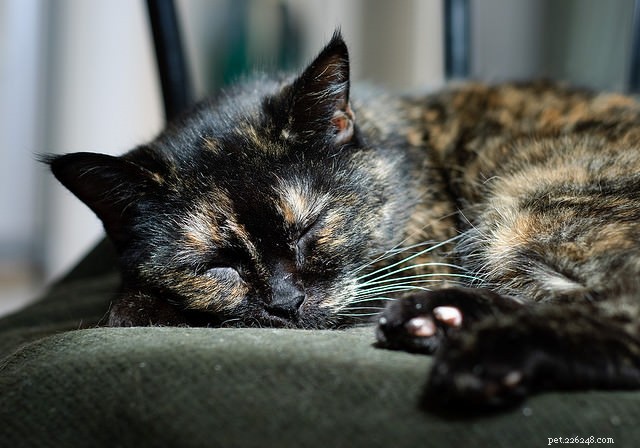5 malattie che possono affaticare eccessivamente il tuo gatto