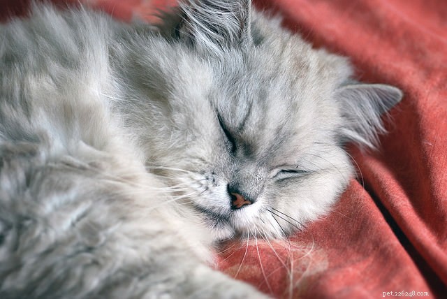 5 malattie che possono affaticare eccessivamente il tuo gatto