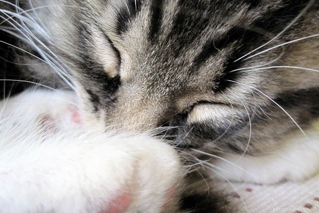 5 ziektes die ervoor kunnen zorgen dat uw kat oververmoeid kan zijn