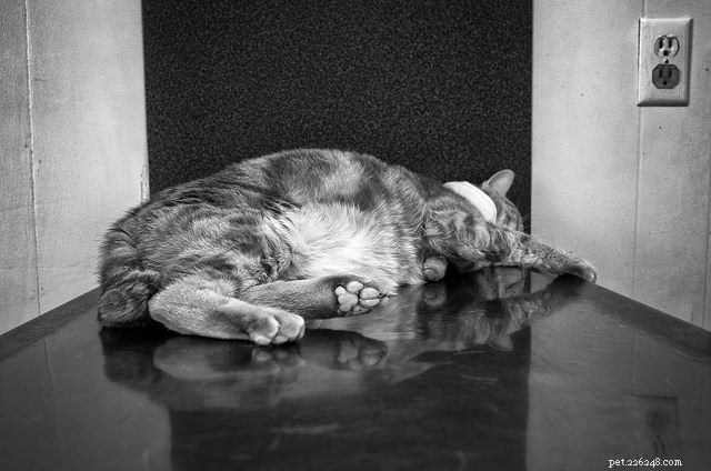 10 comportamenti dei gatti che richiedono una visita veterinaria IMMEDIATA