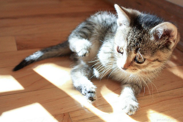 10 comportements de chat qui nécessitent une visite vétérinaire IMMÉDIATE