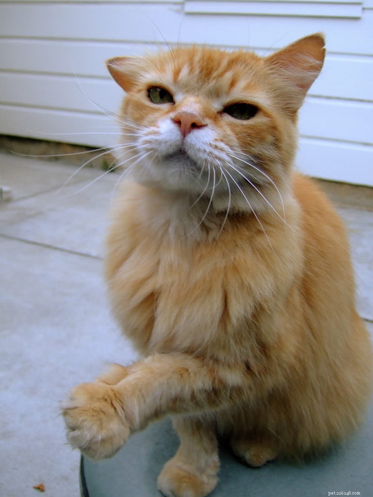 10 comportements de chat qui nécessitent une visite vétérinaire IMMÉDIATE