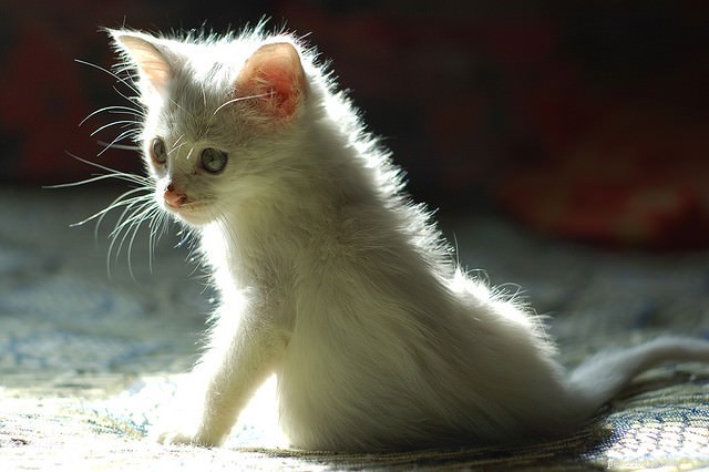 10 chování koček, které vyžadují OKAMŽITOU návštěvu veterináře