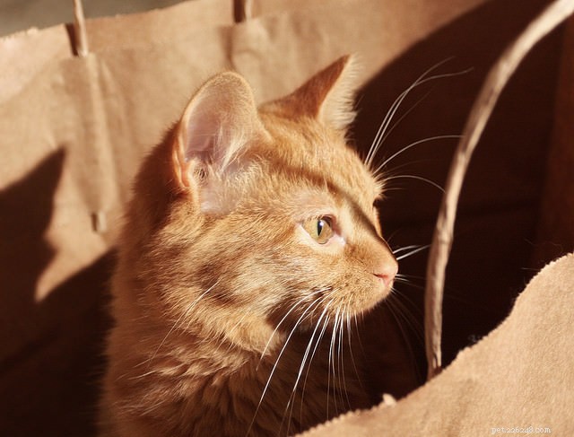 Nieuwe studie zegt dat DEZE veelvoorkomende geluiden ertoe kunnen leiden dat je kat gaat vastlopen