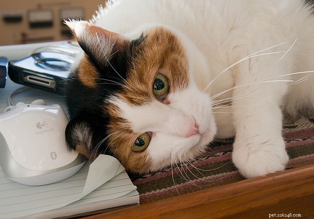 Un nuovo studio afferma che QUESTI suoni comuni potrebbero causare il grippaggio del tuo gatto