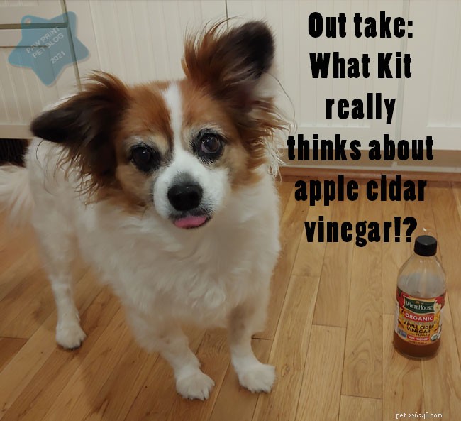 Les bienfaits du vinaigre de cidre de pomme pour les chiens