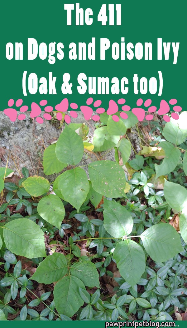 The 411 on Dogs and Poison Ivy (anche Oak &Sumac)