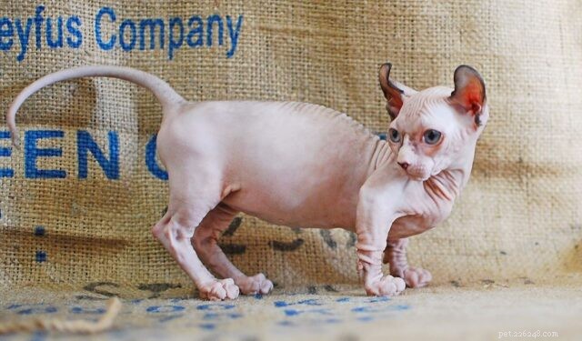 Schattige compacte katten, ook wel Itty-Bitty Kitties genoemd