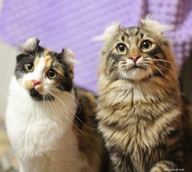 Schattige compacte katten, ook wel Itty-Bitty Kitties genoemd