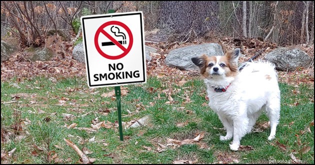 Come il fumo influisce sui tuoi animali domestici