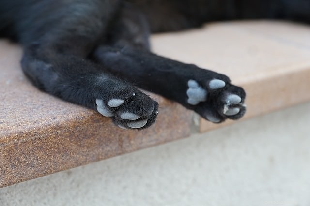 猫の足の世話をするための3つのヒント 