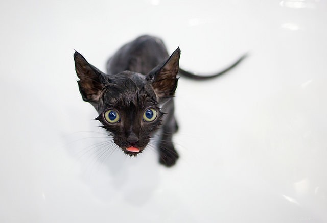 Cinq raisons pour lesquelles il est important de toiletter votre chat
