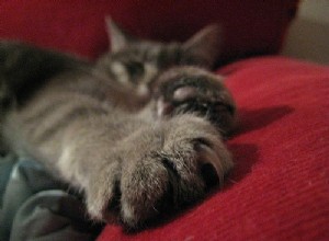 猫の足の世話をするための3つのヒント 