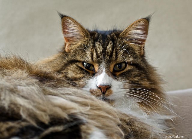 9 consigli per tenere il tuo gatto a pelo lungo libero dal tappetino