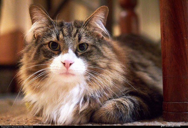 9 tipů, jak udržet vaši dlouhosrstou kočku bez podložek